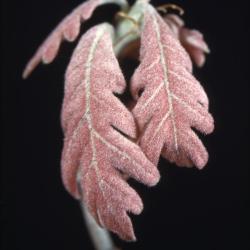 Quercus alba (white oak), acorn and leaves detail