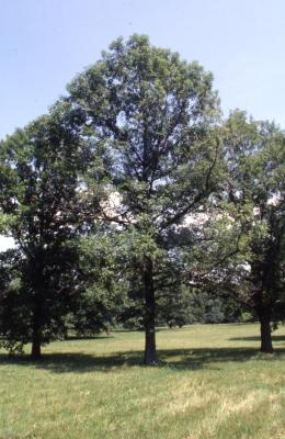 Quercus xbebbiana (Bebb's oak), habit, summer