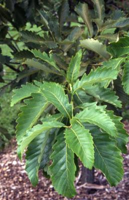 Quercus aliena (oriental white oak), leaves detail