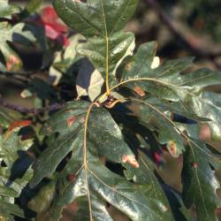 Quercus alba (white oak), leaf cluster detail