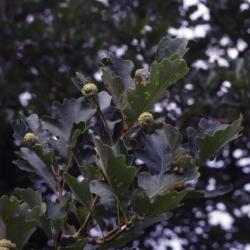 Quercus bicolor (swamp white oak), acorns and leaves detail