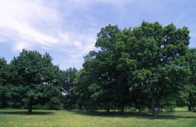 Quercus (oak), habit, summer