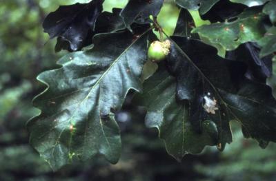 Quercus bicolor (swamp white oak), acorn and leaves detail