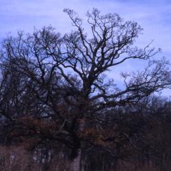 Quercus alba (white oak), habit, early spring
