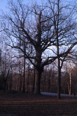 Quercus alba (white oak), habit, late fall