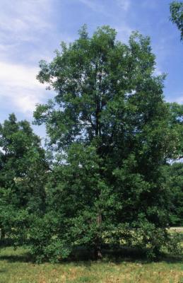 Quercus ×deamii  (Deam's oak), habit, summer