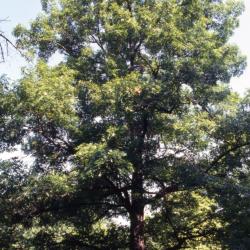 Quercus coccinea (scarlet oak), almost bare tall tree