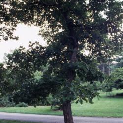 Quercus falcata (southern red oak), leaves detail