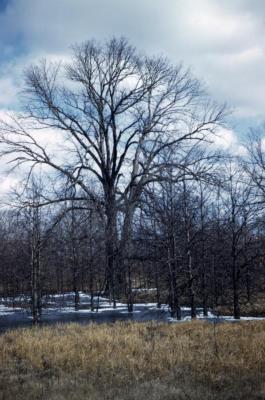 Quercus bicolor (swamp white oak), habit, winter