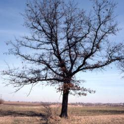 Quercus ellipsoidalis (Hill's Oak), bark, trunk