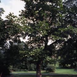 Quercus dentata (Daimyo oak), acorns on twig detail