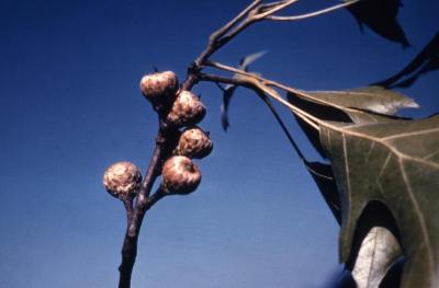 Quercus coccinea  (scarlet oak), young acorns detail