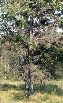 Quercus ellipsoidalis (Hill's oak), habit, summer