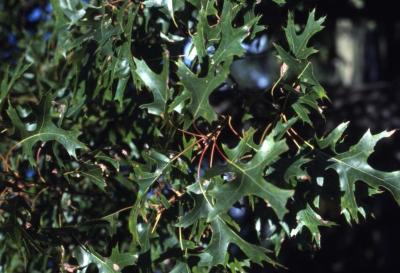 Quercus coccinea  (scarlet oak), leaves