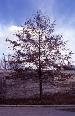 Quercus ellipsoidalis (Hill's oak), habit, spring