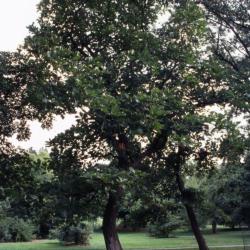 Quercus falcata (southern red oak), various species, habit