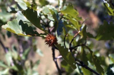 Quercus dentata (Daimyo oak), acorn detail