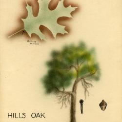 A genetic legacy of introgression confounds phylogeny and biogeography in oaks