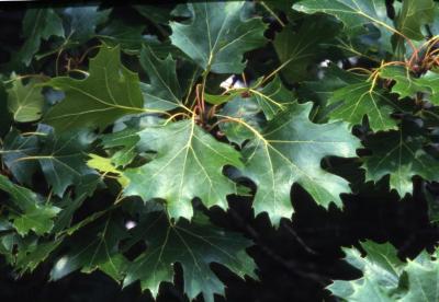 Quercus acerifolia (maple-leaved oak), leaves
