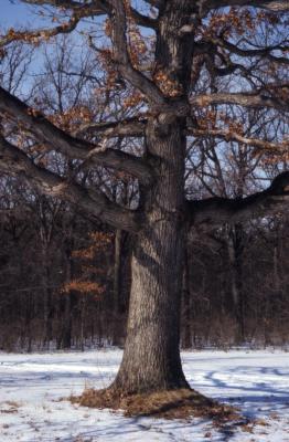 Quercus alba (white oak), trunk