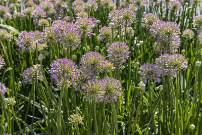 Allium 'Millenium' (ornamental onion), flower group