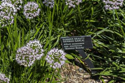Allium senescens ssp. montanum ‘Summer Beauty’ (Summer Beauty German garlic)