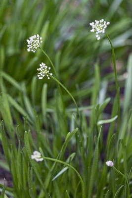 Allium senescens ssp. montanum ‘Summer Beauty’ (Summer Beauty German garlic), bud