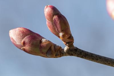 Aesculus pavia L. (red buckeye), close-up of buds