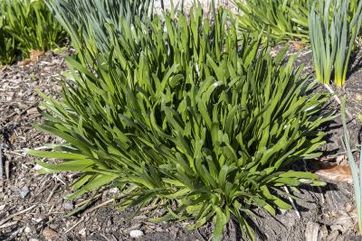 Allium senescens ssp. montanum ‘Summer Beauty’ (Summer Beauty German garlic), form