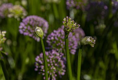 Allium 'Millenium' (ornamental onion), bud