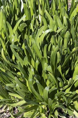 Allium senescens ssp. montanum ‘Summer Beauty’ (Summer Beauty German garlic), leaves