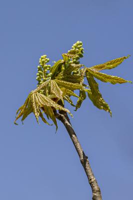 Aesculus glabra Willd. (Ohio buckeye), new leaves and buds
