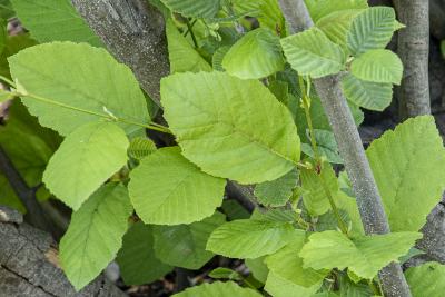 Alnus incana ssp. rugosa (Du Roi) R. T. Clausen (speckled alder), leaves
