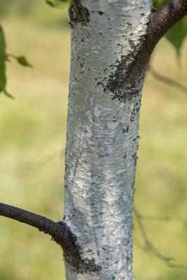Betula populifolia Marsh. (gray birch), bark