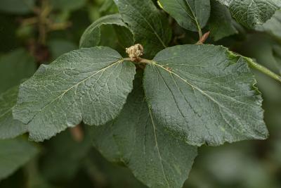 Viburnum ‘Cayuga’ (cayuga viburnum), leaves and bud