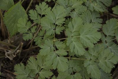 Dicentra cucullaria (L.) Bernh. (Dutchman’s breeches), leaves