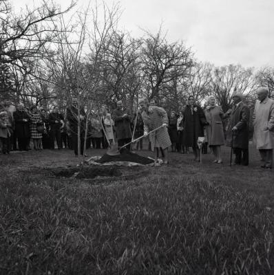  Arbor Day Centennial, afternoon program, crowd watches as J. Sterling Morton descendant shovels dirt over newly planted 'Winter King' hawthorn