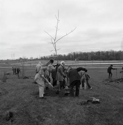 Arbor Day Centennial, Centennial Grove tree planting, woman holds tree steady as others shovel dirt around base