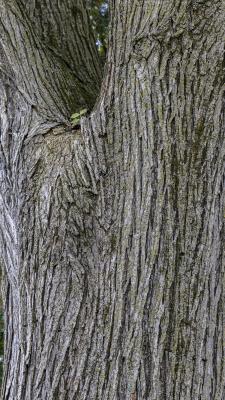 Ulmus 'Morton Glossy' (TRIUMPH™ elm), bark