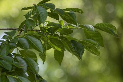 Ulmus 'Morton Glossy' (TRIUMPH™ elm), leaves
