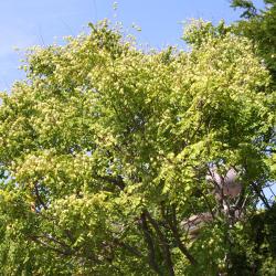 Koelreuteria paniculata Laxm. (golden rain tree), fruit