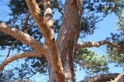 Pinus sylvestris L. (Scots pine), bark
