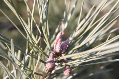 Pinus sylvestris var. hamata Steven (hamata pine), buds