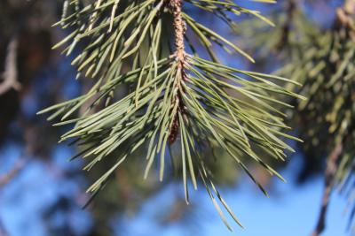 Pinus sylvestris L. (Scots pine), needles