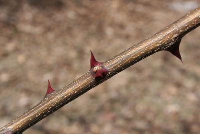Robinia pseudoacacia L. (black locust), thorns