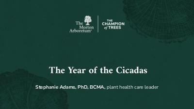 The Year of the Cicadas by Stephanie Adams, PhD, BCMA, plant health care leader