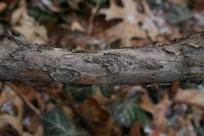Paeonia suffruticosa (Tree Peony), bark, mature