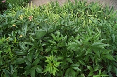 Paeonia lactiflora 'Bowl of Beauty' (Bowl Of Beauty Chinese Peony), habit, summer