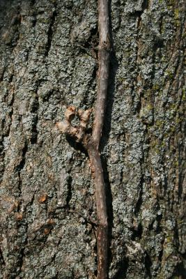 Parthenocissus quinquefolia (Virginia Creeper), bark, stem, bud terminal