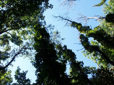 Parthenocissus quinquefolia (Virginia Creeper), habitat, habit, summer